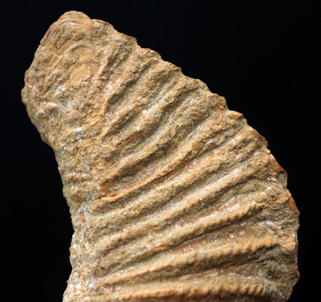 スペイン産、白亜紀三角形の二枚貝、プテロトリゴニア（Pterotrigonia ）の化石（その2）