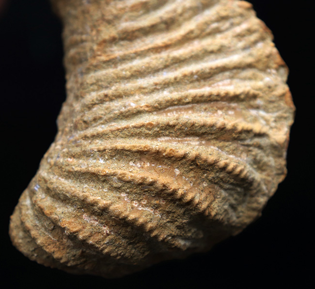 スペイン産、白亜紀三角形の二枚貝、プテロトリゴニア（Pterotrigonia ）の化石（その3）