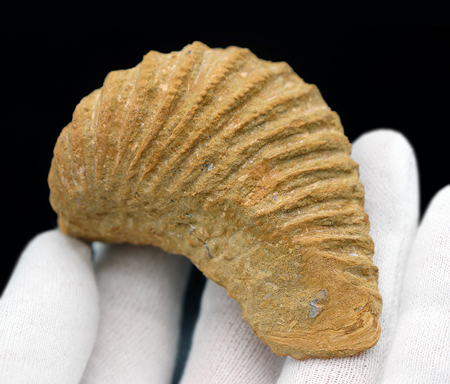 スペイン産、白亜紀三角形の二枚貝、プテロトリゴニア（Pterotrigonia ）の化石（その4）