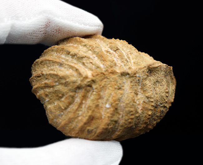 スペイン産、白亜紀三角形の二枚貝、プテロトリゴニア（Pterotrigonia ）の化石（その6）