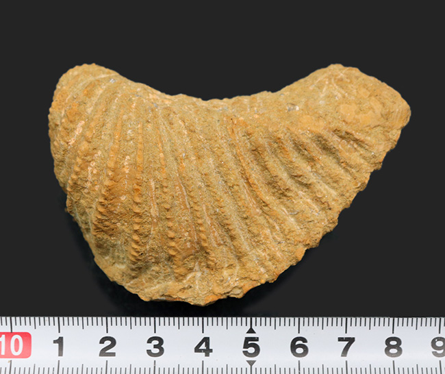 スペイン産、白亜紀三角形の二枚貝、プテロトリゴニア（Pterotrigonia ）の化石（その7）