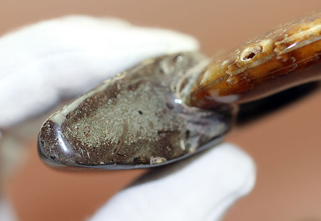 アンモナイトの美しい縫合線は生存競争のため!?パーフェクトな縫合線模様が見られる、白亜紀のアンモナイト(Cleoniceras sp.)(その6)