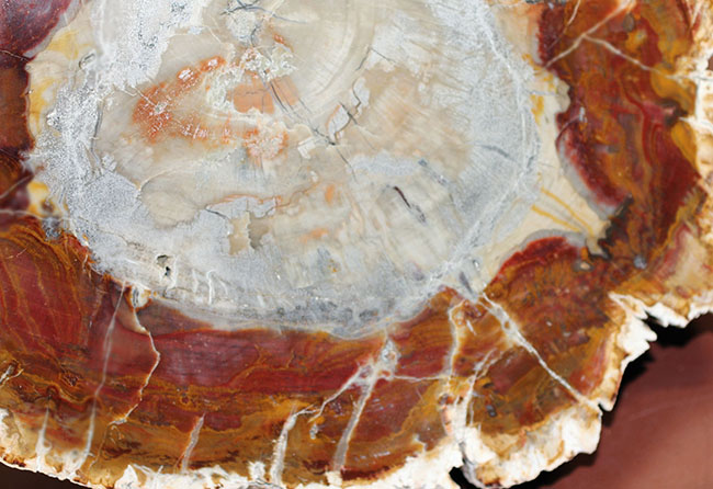 高級感の塊。2.5億年前の針葉樹の珪化木。同心円状に広がる模様。最大部7cmを超える厚み。完成されたコレクション品です。（その13）