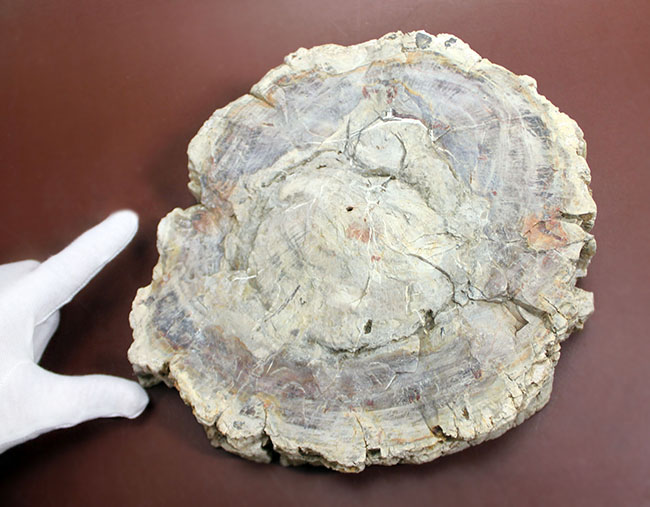 高級感の塊。2.5億年前の針葉樹の珪化木。同心円状に広がる模様。最大部7cmを超える厚み。完成されたコレクション品です。（その9）
