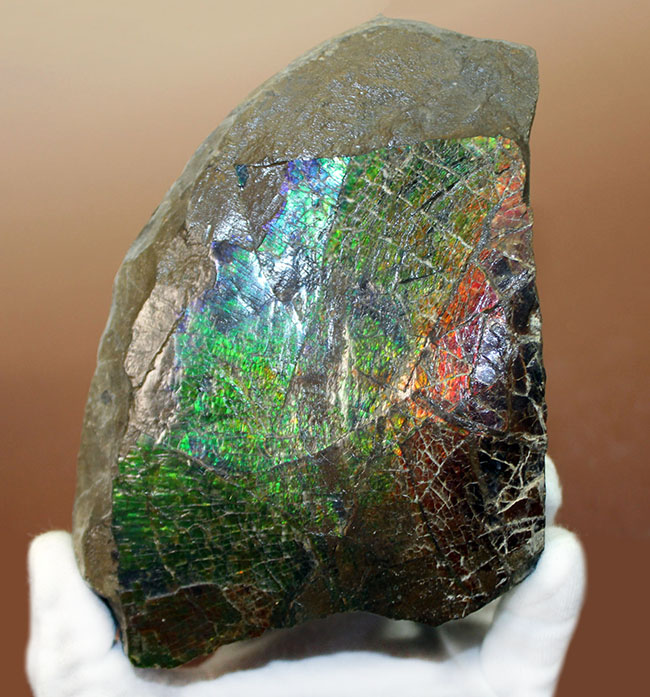 特大！いわゆる”ドラゴンスキン”を示す独特の模様と青から赤までフルスペクトルの色を呈する、立派なアンモライト（Ammolite）のピース（その1）