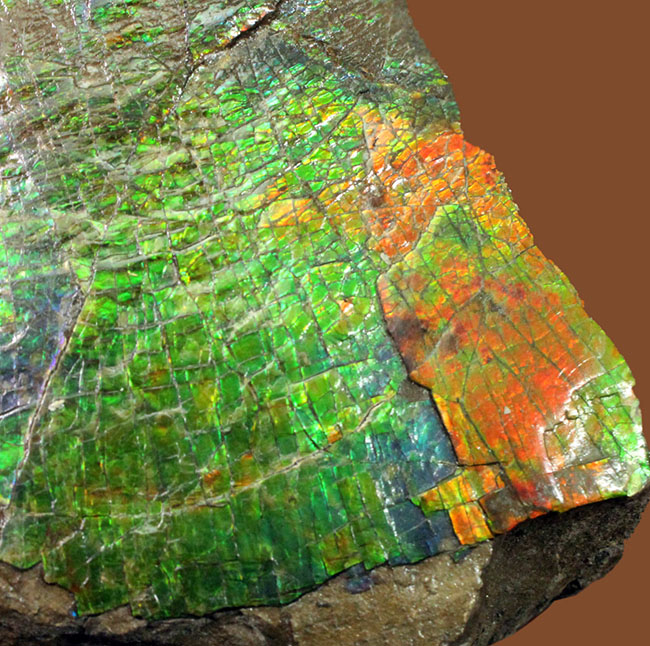 特大！いわゆる”ドラゴンスキン”を示す独特の模様と青から赤までフルスペクトルの色を呈する、立派なアンモライト（Ammolite）のピース（その3）