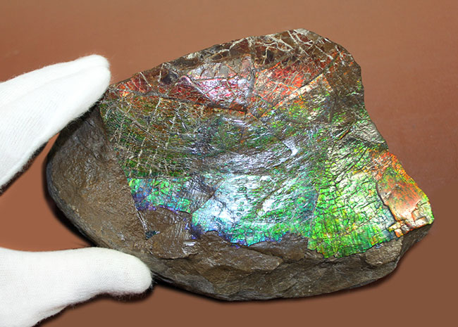 特大！いわゆる”ドラゴンスキン”を示す独特の模様と青から赤までフルスペクトルの色を呈する、立派なアンモライト（Ammolite）のピース（その5）