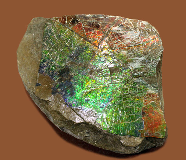 特大！いわゆる”ドラゴンスキン”を示す独特の模様と青から赤までフルスペクトルの色を呈する、立派なアンモライト（Ammolite）のピース（その6）