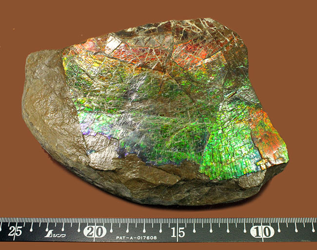 特大！いわゆる”ドラゴンスキン”を示す独特の模様と青から赤までフルスペクトルの色を呈する、立派なアンモライト（Ammolite）のピース（その7）