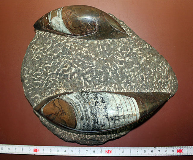 威風堂々、古生代を代表する頭足類、立派なオルソセラス（直角石）の化石（その12）