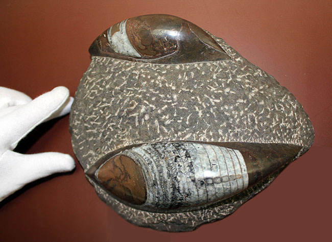 威風堂々、古生代を代表する頭足類、立派なオルソセラス（直角石）の化石（その13）