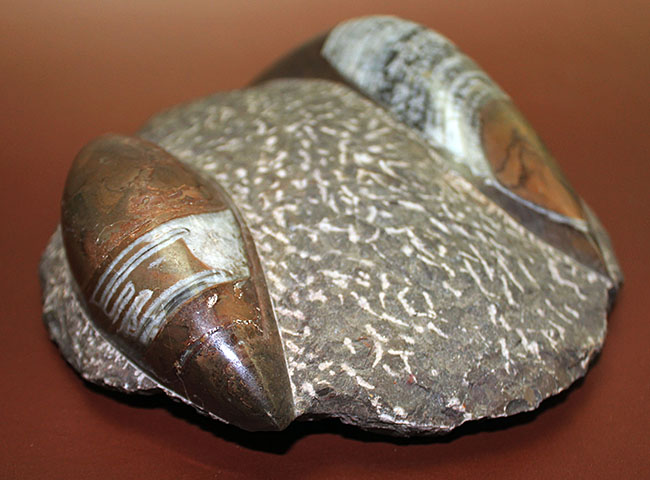 威風堂々、古生代を代表する頭足類、立派なオルソセラス（直角石）の化石（その14）