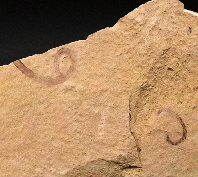 カンブリア紀初期に登場した、極めて初期の古口形動物、クリココスミア・インニンゲンシス(Cricocosmia jinningensis)のマルチプレート標本(その1)