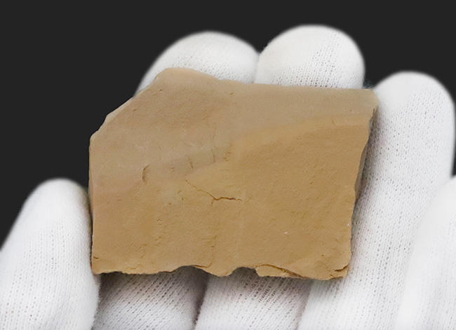 カンブリア紀初期に登場した、極めて初期の古口形動物、クリココスミア・インニンゲンシス(Cricocosmia jinningensis)のマルチプレート標本(その6)