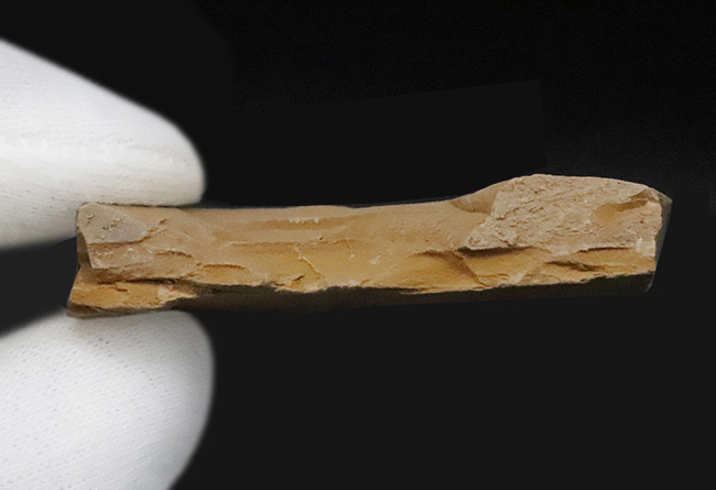 カンブリア紀初期に登場した、極めて初期の古口形動物、クリココスミア・インニンゲンシス(Cricocosmia jinningensis)のマルチプレート標本(その7)