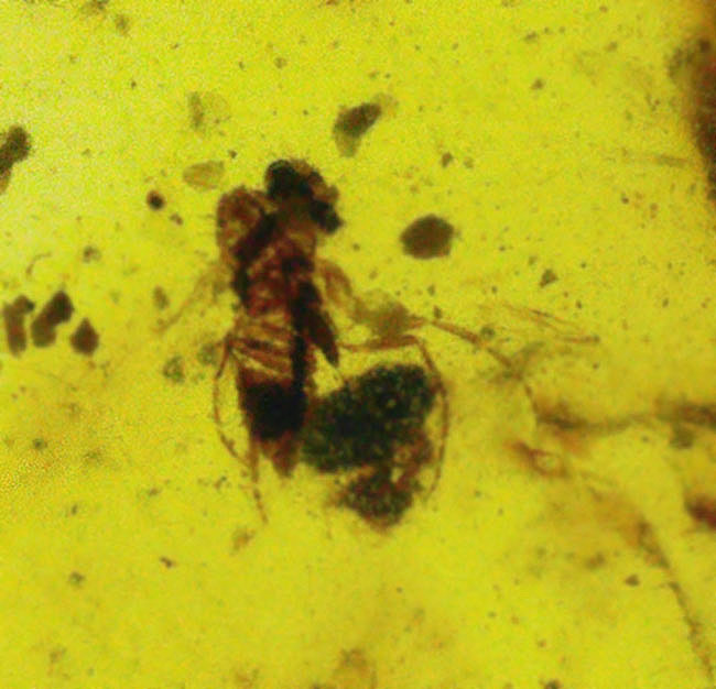 ルーペを通して内部を観察してください！恐竜時代の琥珀、虫入りのバーマイト（Burmite）（その1）
