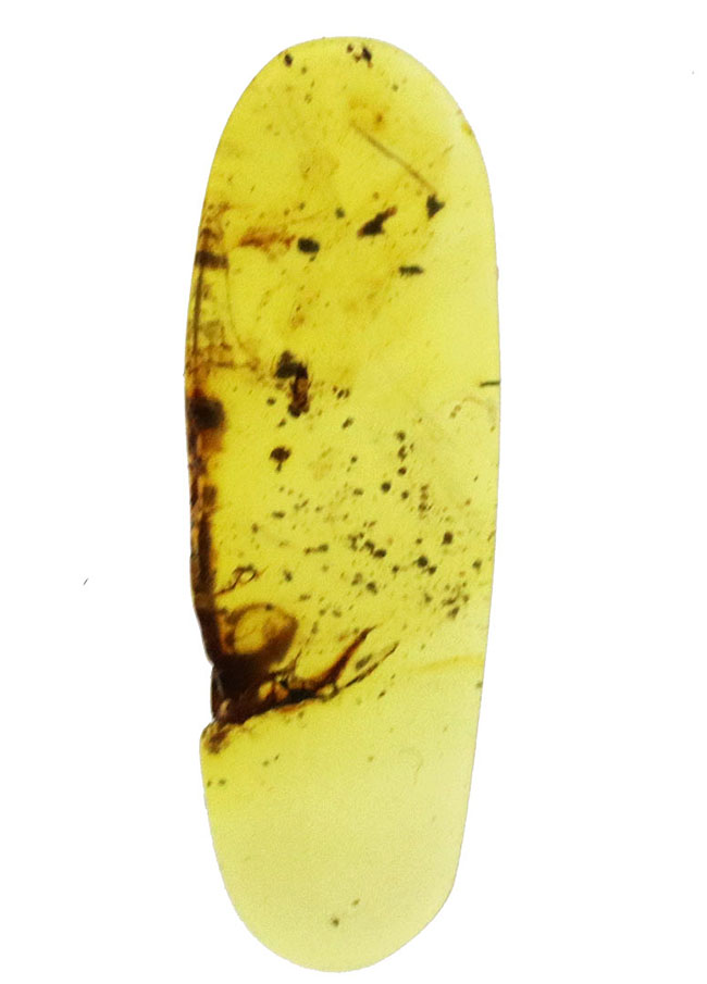 ルーペを通して内部を観察してください！恐竜時代の琥珀、虫入りのバーマイト（Burmite）（その2）