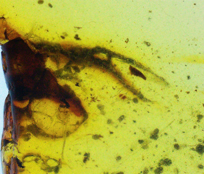 ルーペを通して内部を観察してください！恐竜時代の琥珀、虫入りのバーマイト（Burmite）（その3）