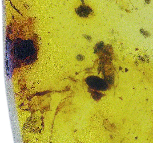 ルーペを通して内部を観察してください！恐竜時代の琥珀、虫入りのバーマイト（Burmite）（その4）