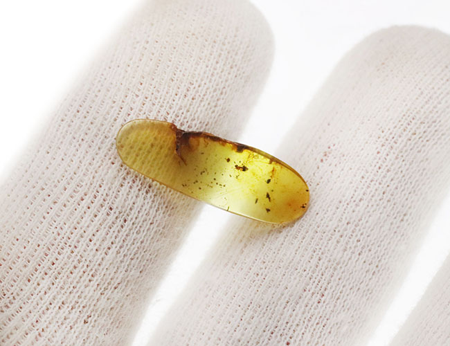 ルーペを通して内部を観察してください！恐竜時代の琥珀、虫入りのバーマイト（Burmite）（その5）
