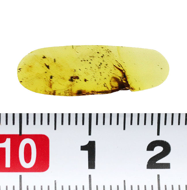 ルーペを通して内部を観察してください！恐竜時代の琥珀、虫入りのバーマイト（Burmite）（その7）