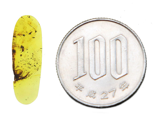 ルーペを通して内部を観察してください！恐竜時代の琥珀、虫入りのバーマイト（Burmite）（その8）