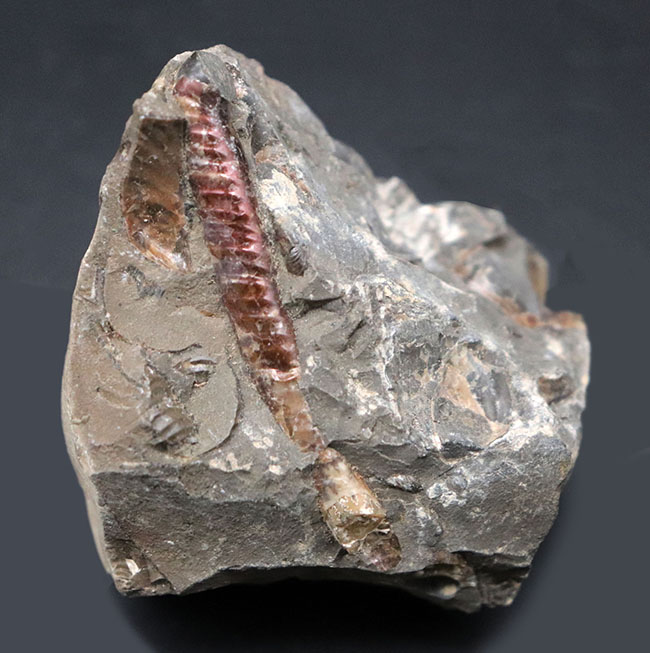 珍しい!遊色層が保存された、北海道産の異常巻きアンモナイト、ポリプチコセラス(Polyptychoceras)(その1)