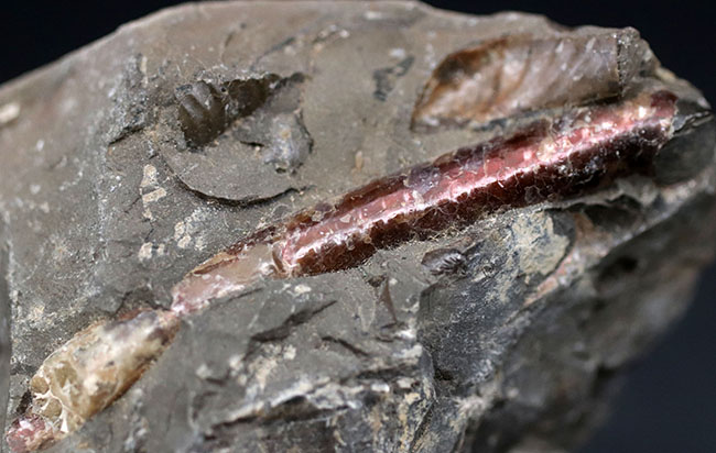 珍しい!遊色層が保存された、北海道産の異常巻きアンモナイト、ポリプチコセラス(Polyptychoceras)(その3)