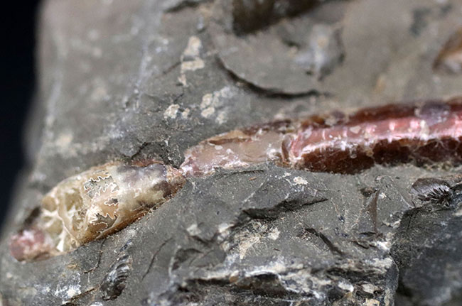 珍しい！遊色層が保存された、北海道産の異常巻きアンモナイト