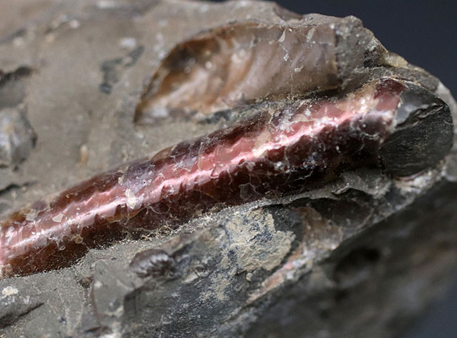 珍しい!遊色層が保存された、北海道産の異常巻きアンモナイト、ポリプチコセラス(Polyptychoceras)(その5)