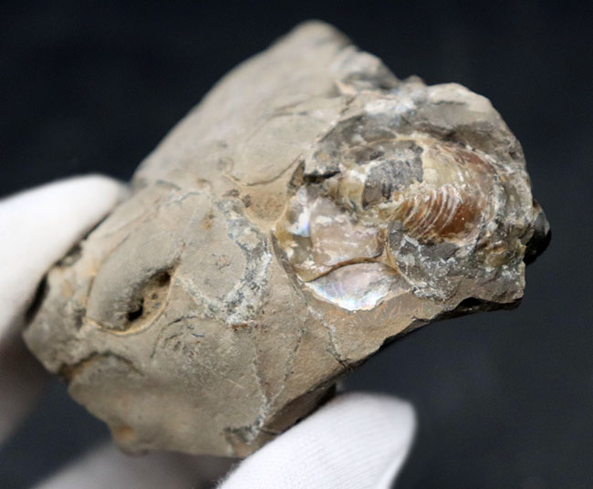 珍しい!遊色層が保存された、北海道産の異常巻きアンモナイト、ポリプチコセラス(Polyptychoceras)(その8)