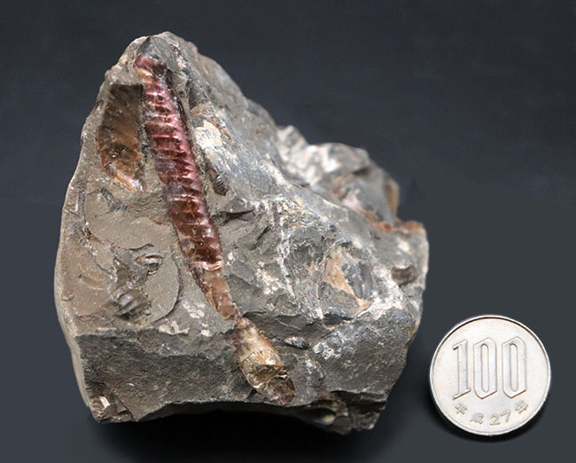 珍しい!遊色層が保存された、北海道産の異常巻きアンモナイト、ポリプチコセラス(Polyptychoceras)(その9)