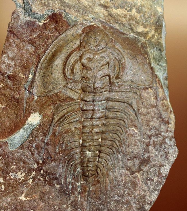 三葉虫マニアが唸る希少な逸品、巨大(6センチ超え)なオルレネス・クラーキ(Olenellus clarki)。(その1)