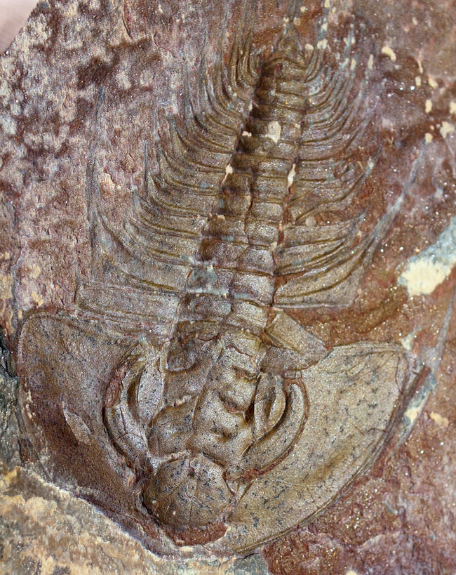 三葉虫マニアが唸る希少な逸品、巨大（６センチ超え）なオルレネス・クラーキ（Olenellus clarki）。（その10）