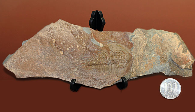 三葉虫マニアが唸る希少な逸品、巨大(6センチ超え)なオルレネス・クラーキ(Olenellus clarki)。(その11)