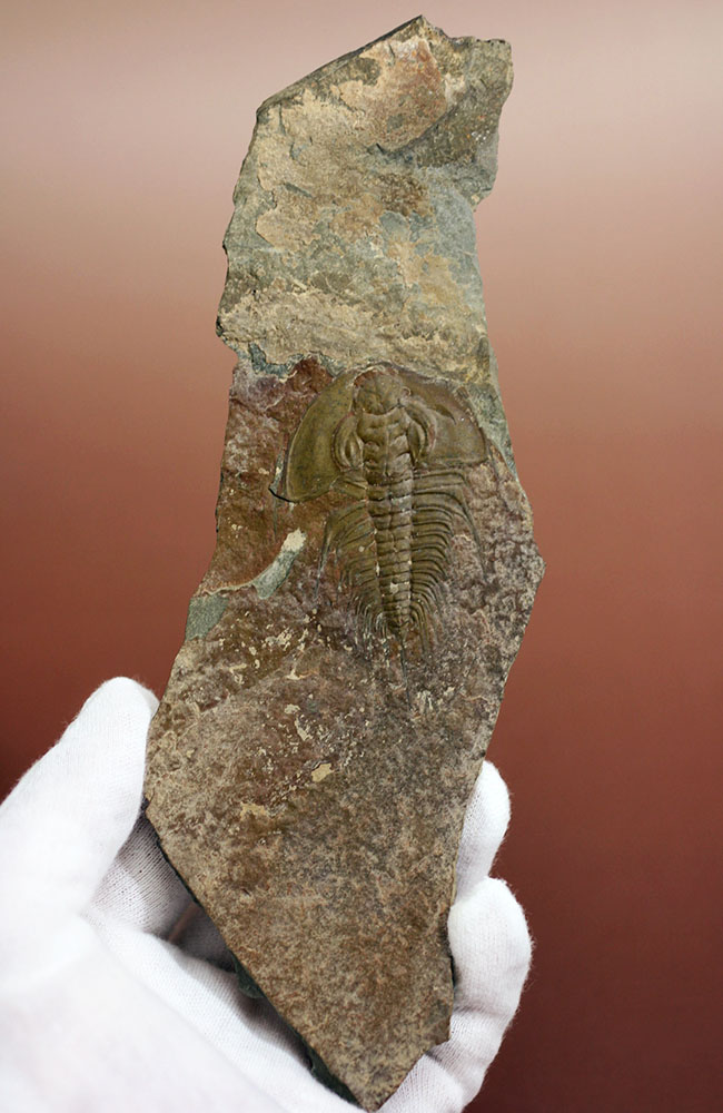 三葉虫マニアが唸る希少な逸品、巨大(6センチ超え)なオルレネス・クラーキ(Olenellus clarki)。(その2)