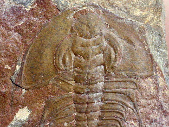 三葉虫マニアが唸る希少な逸品、巨大（６センチ超え）なオルレネス・クラーキ（Olenellus clarki）。（その3）