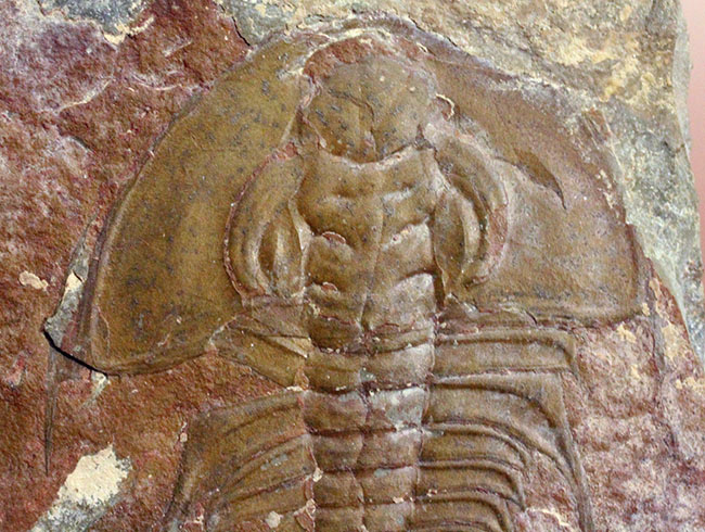 三葉虫マニアが唸る希少な逸品、巨大(6センチ超え)なオルレネス・クラーキ(Olenellus clarki)。(その3)