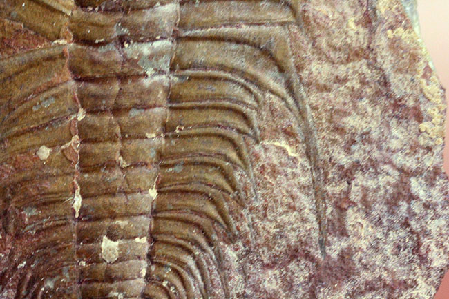 三葉虫マニアが唸る希少な逸品、巨大(6センチ超え)なオルレネス・クラーキ(Olenellus clarki)。(その4)