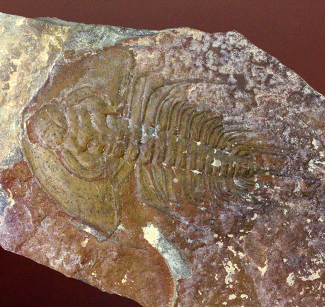 三葉虫マニアが唸る希少な逸品、巨大(6センチ超え)なオルレネス・クラーキ(Olenellus clarki)。(その5)