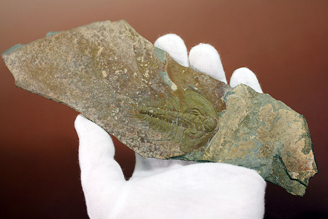 三葉虫マニアが唸る希少な逸品、巨大(6センチ超え)なオルレネス・クラーキ(Olenellus clarki)。(その6)