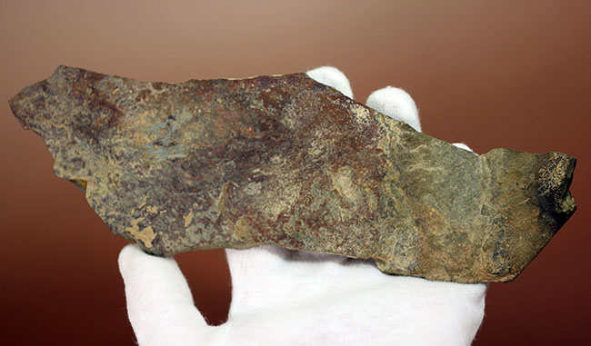 三葉虫マニアが唸る希少な逸品、巨大(6センチ超え)なオルレネス・クラーキ(Olenellus clarki)。(その7)