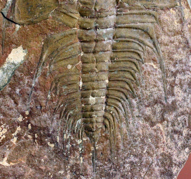 三葉虫マニアが唸る希少な逸品、巨大(6センチ超え)なオルレネス・クラーキ(Olenellus clarki)。(その8)