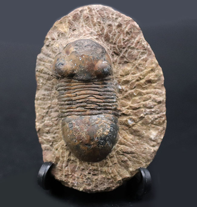 モロッコ産の三葉虫、お尻が大きい三葉虫、パラレジュルス(Paralejurus)(その1)