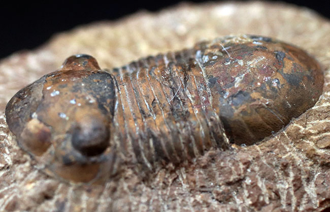モロッコ産の三葉虫、お尻が大きい三葉虫、パラレジュルス(Paralejurus)(その3)