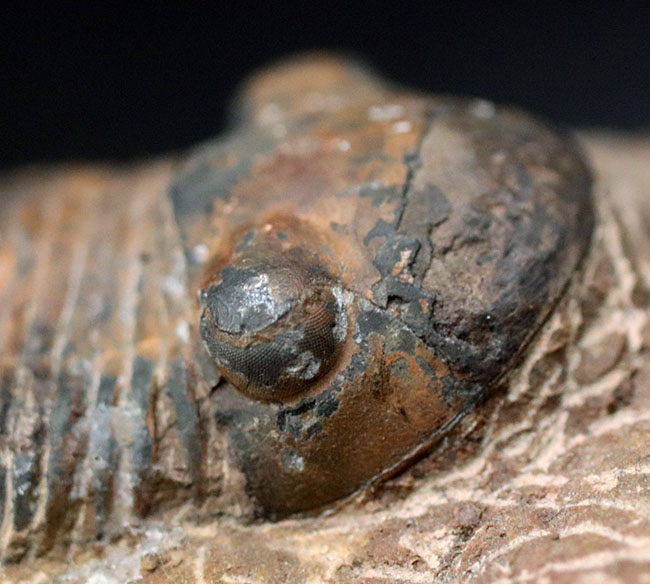 モロッコ産の三葉虫、お尻が大きい三葉虫、パラレジュルス(Paralejurus)(その4)