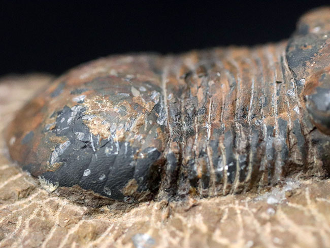 モロッコ産の三葉虫、お尻が大きい三葉虫、パラレジュルス（Paralejurus）（その5）