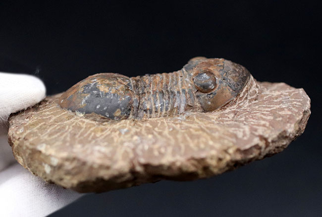 モロッコ産の三葉虫、お尻が大きい三葉虫、パラレジュルス