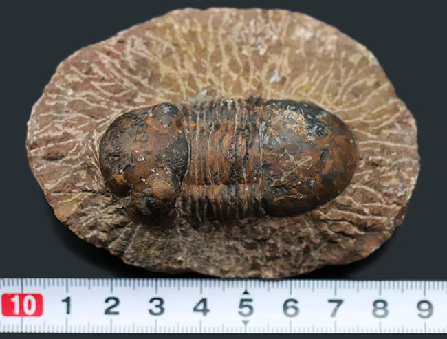 モロッコ産の三葉虫、お尻が大きい三葉虫、パラレジュルス(Paralejurus)(その8)
