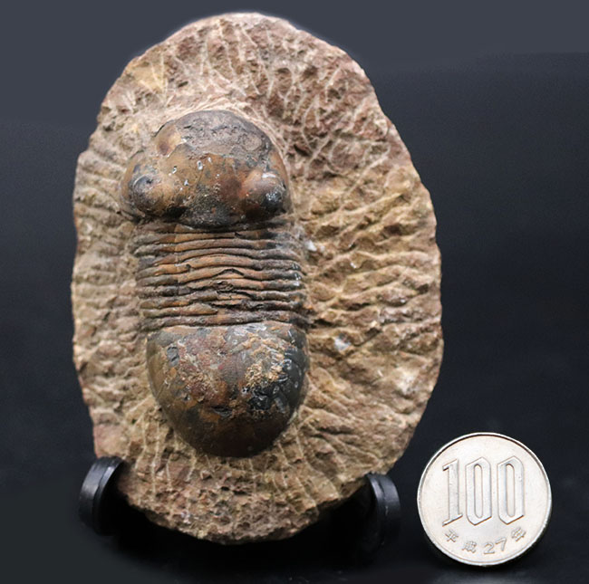 モロッコ産の三葉虫、お尻が大きい三葉虫、パラレジュルス(Paralejurus)(その9)